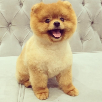 Pomeranian